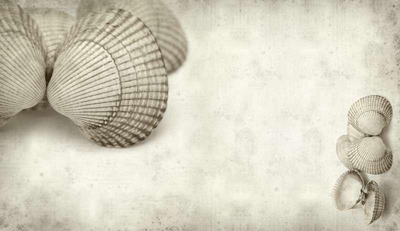 Carta da parati Shells