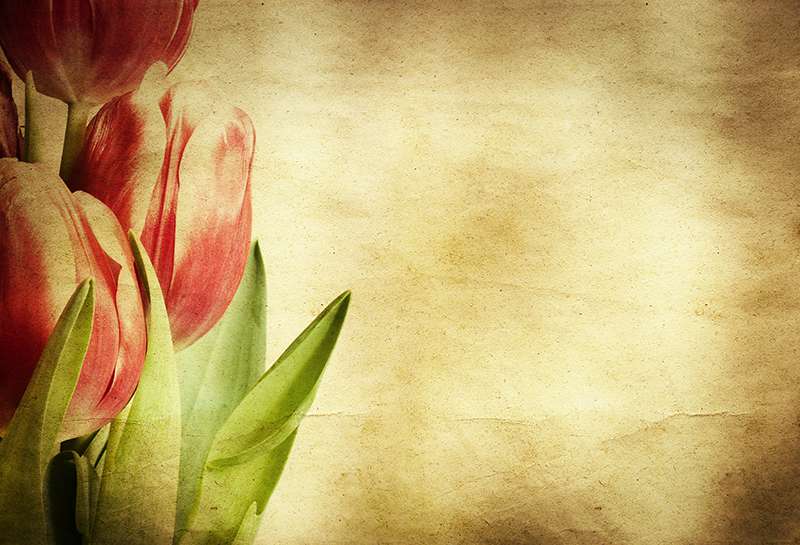 Carta da parati Tulipani Carta da parati Tulipani