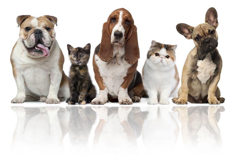 Carta da parati Cani e Gatti