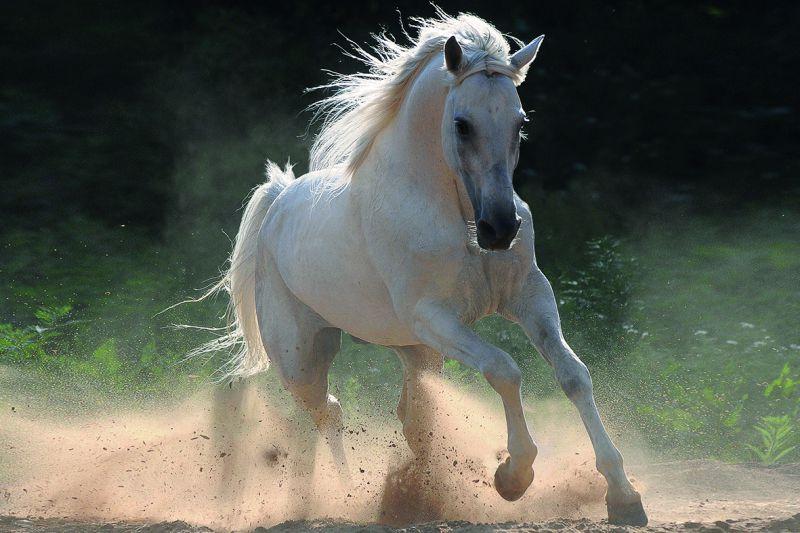 Carta da parati Cavallo Bianco