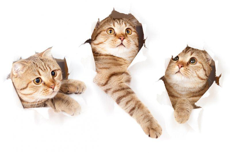 Carta da parati Gatto Curioso