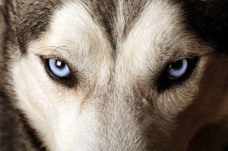 Carta da parati Occhi di Husky