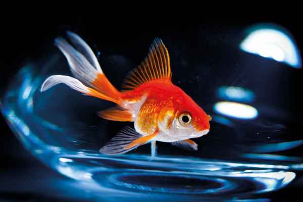 Carta da parati Pesce Rosso