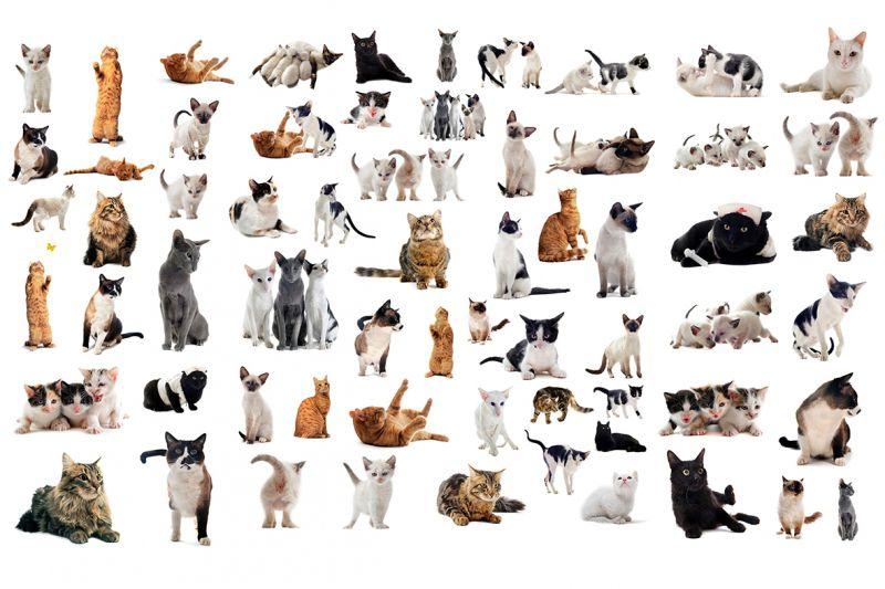 Carta da parati Razze Gatti