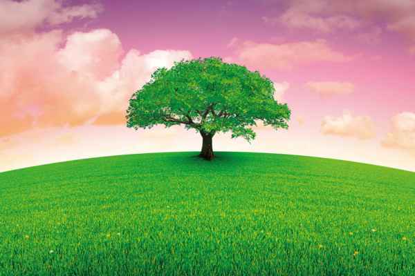 Carta da parati Albero su Prato