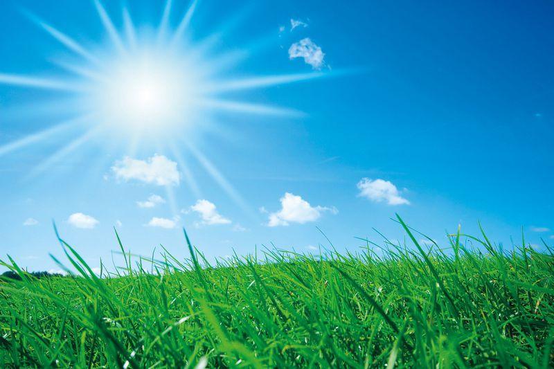 Carta da parati Erba e Sole