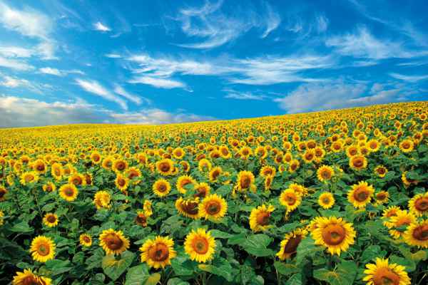 Carta da parati Girasoli Sky