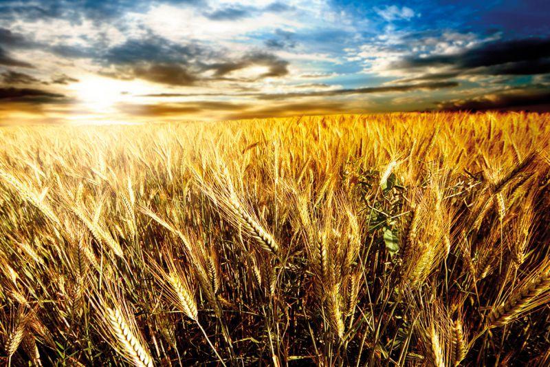 Carta da parati Campo di grano