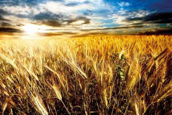 Carta da parati Campo di grano