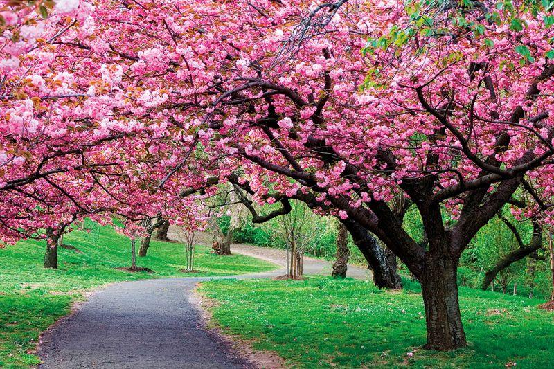 Carta da parati Albero Fiori Fuxia