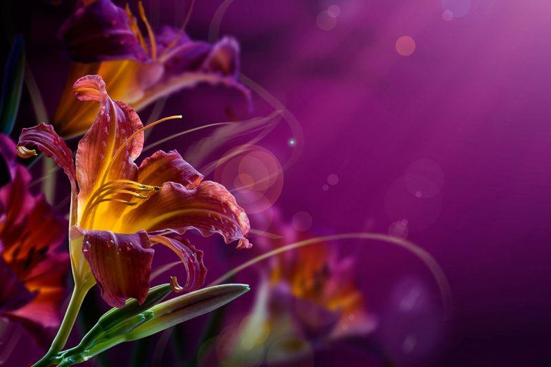 Carta da parati Orchidea 2