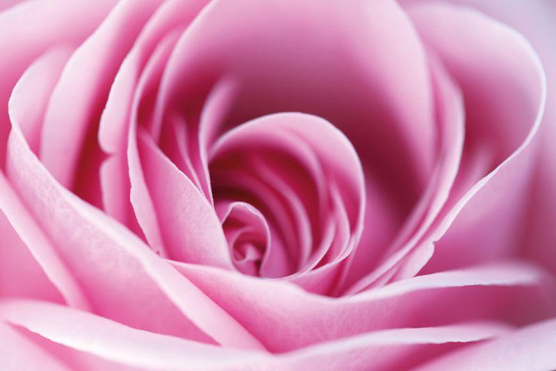Carta da parati Rosa Macro Rosa