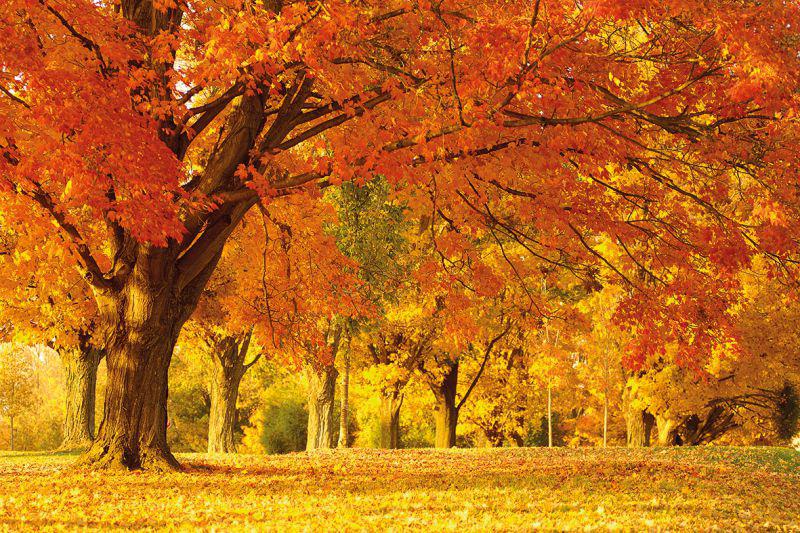 Carta da parati Autunno 1