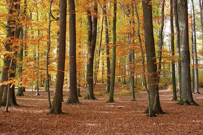 Carta da parati Autunno