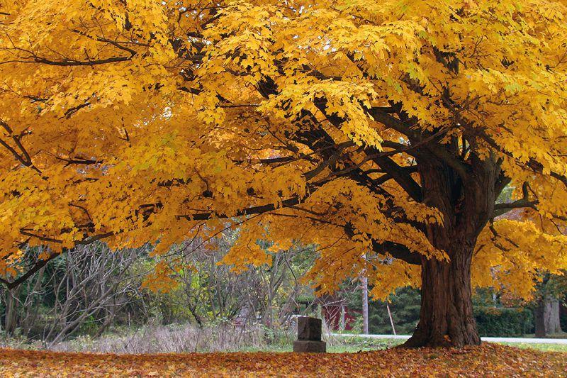 Carta da parati Albero gigante autunnale