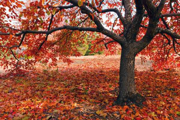 Carta da parati Foglie Rosse