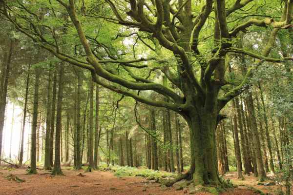 Carta da parati Foresta Europea