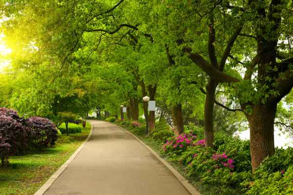 Carta da parati Viale nel parco