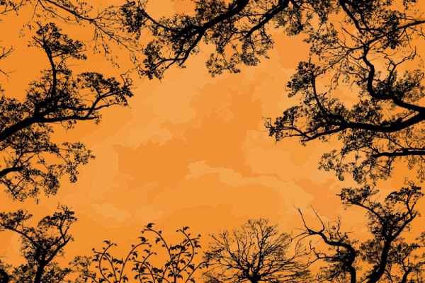 Carta da parati Alberi sotto