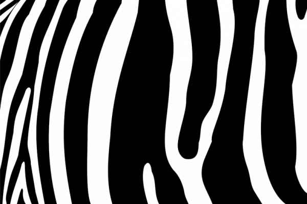 Carta da parati Zebra Pattern