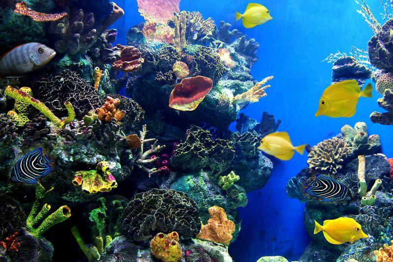 Carta da parati Acquario