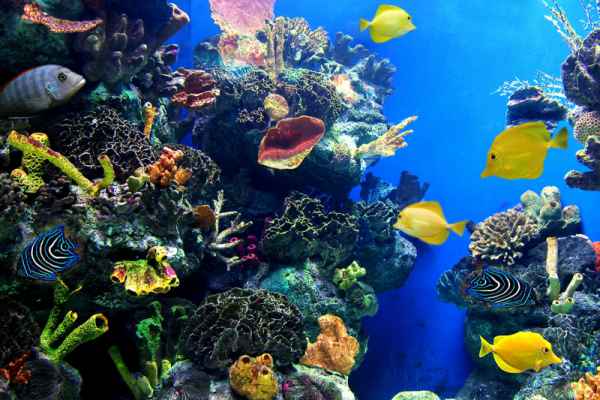 Carta da parati Acquario