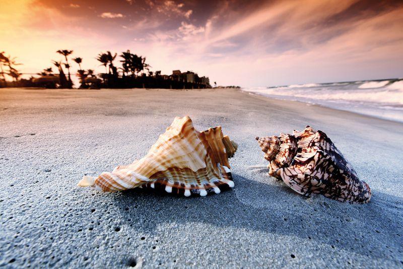 Carta da parati Conchiglie sulla spiaggia