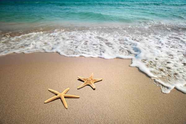 Carta da parati Stelle Marine