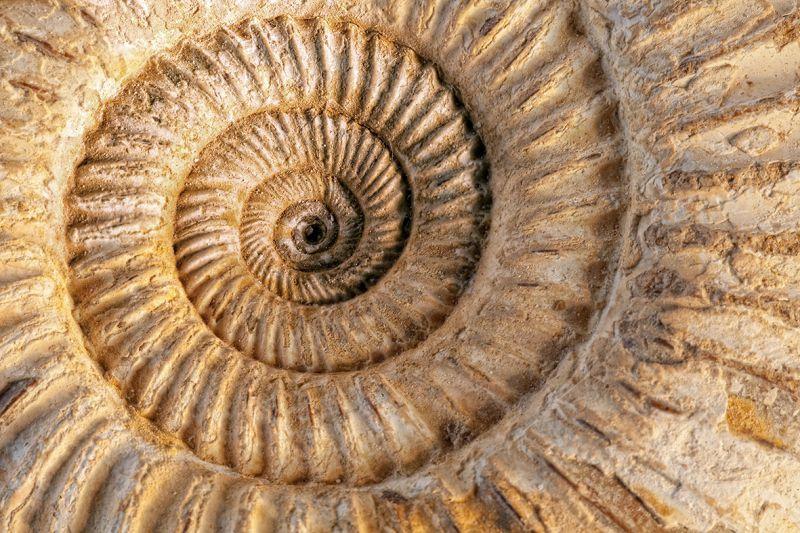 Carta da parati Ammonite fossile