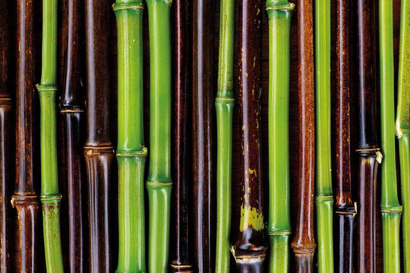 Carta da parati Bamboo Bicolore