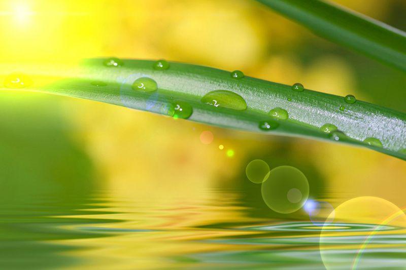 Carta da parati Foglia