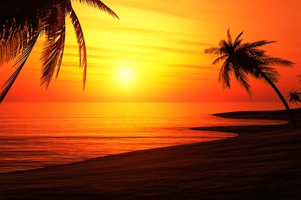 Carta da parati Tramonto spiaggia e palme