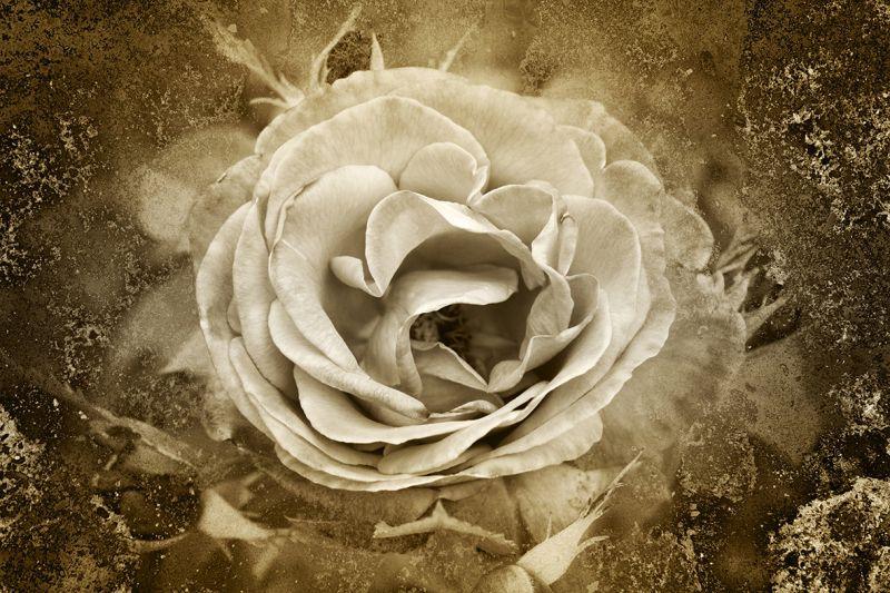Carta da parati Rosa bianca