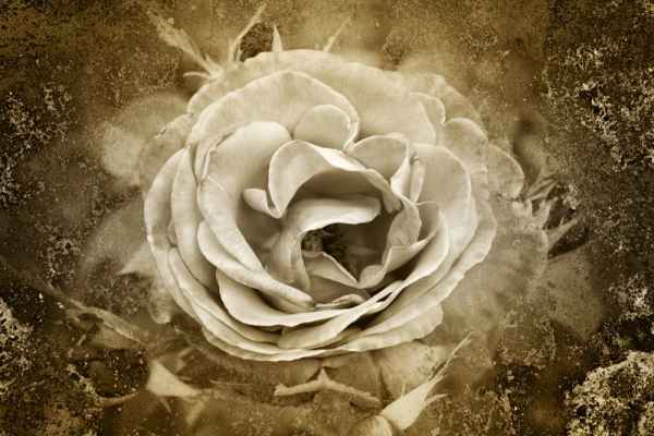 Carta da parati Rosa bianca