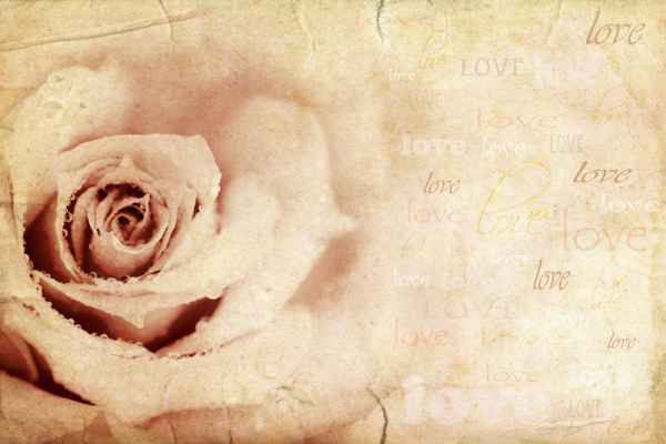 Carta da parati Rosa love